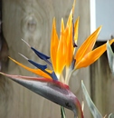 Bird Of Paradise Moderate Package
